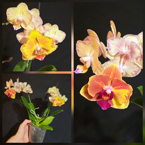 Phalaenopsis limpopo 2 - phalaenopsis,