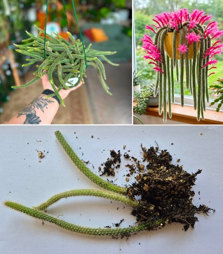 Rat tail cactus rooted - rat,
