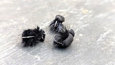 Urban carp zigs black bug - zigs,