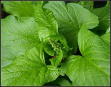 GOOD KING HENRY ANCIENT