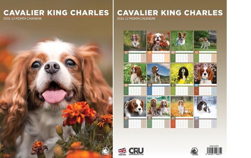 Cavalier king charles 2026 - cavalier,