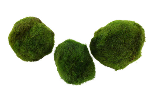Tropica plants aegagropila - plants,