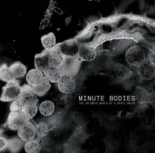 Tindersticks minute bodies - tindersticks,