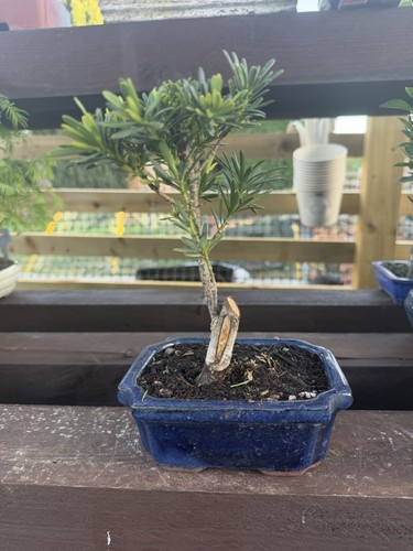 Japanese pine bonsai - pine,