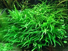 JAVA FERN TRIDENT BEAUTIFUL TROPICAL OXYGENATING HEALTHY AQUARIUM PLANTS SHRIMP