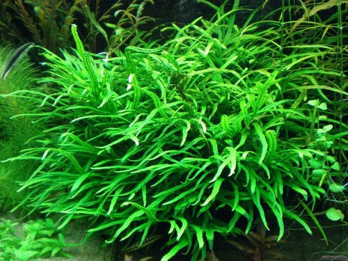 Java fern trident - fern, beautiful