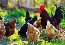 12 x Mixed Breed (tested )