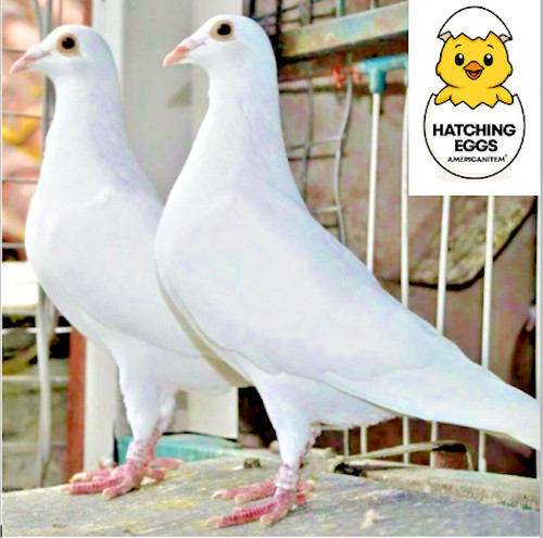 Fertile hatching racing - 2,