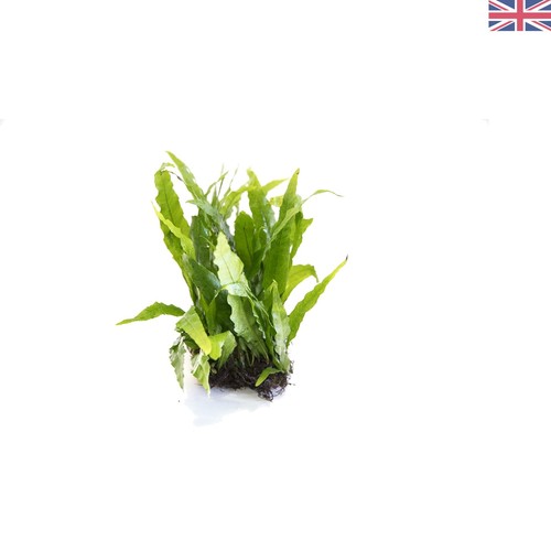 Natural java fern - natural, 5