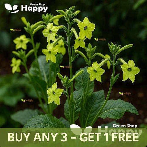 Winged flowering tobacco lime - flowering,