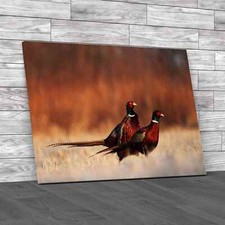 Pheasants Canvas Print Large