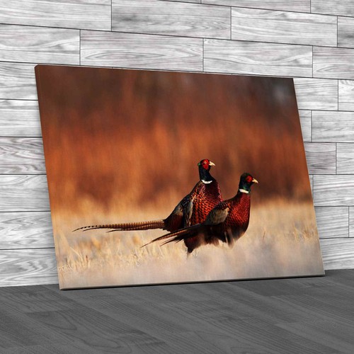 Pheasants canvas print large - pheasants,
