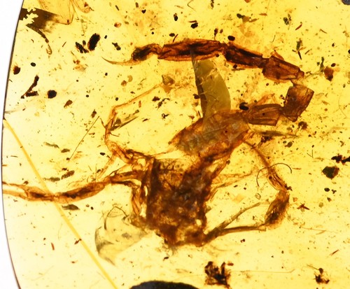 Rare bargain scorpion - rare, fossil