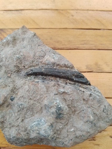 Fossil shark spine - spine, from
