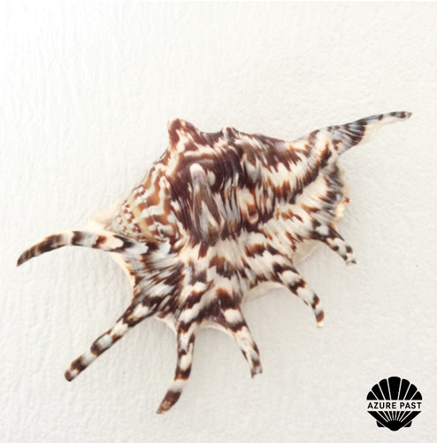 Spider conch seashell - ,