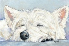 West Highland Terrier WESTIE