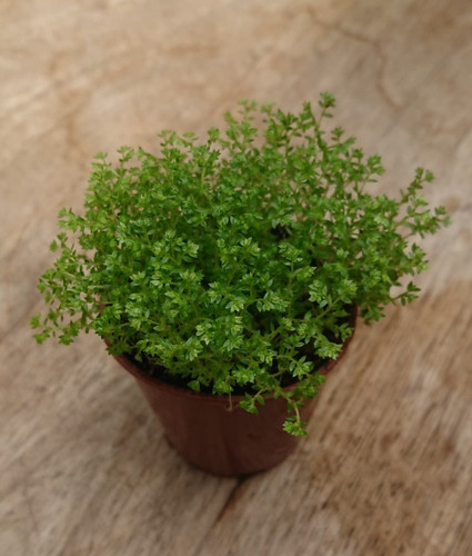 Selaginella apoda meadow - apoda,