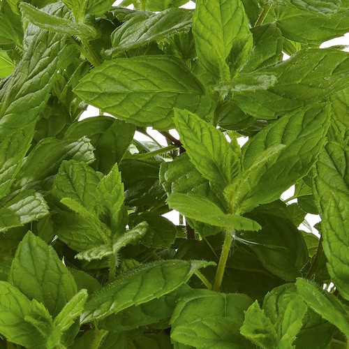 Spearmint garden mint common - spearmint,
