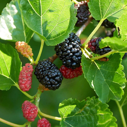 Black mulberry tree - black, 30