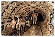 rpc7617 - Pit Pony in a Coal