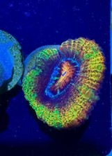 Prism Halo Rainbow Acan Lord High End Coral Frag