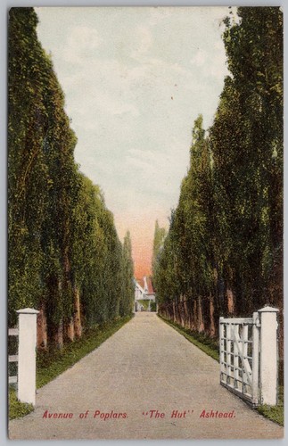 Ashtead avenue the poplars - avenue, of