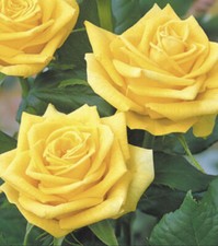 Yellow Hybrid Tea Bush Rose