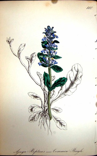 Original old antique - old, print
