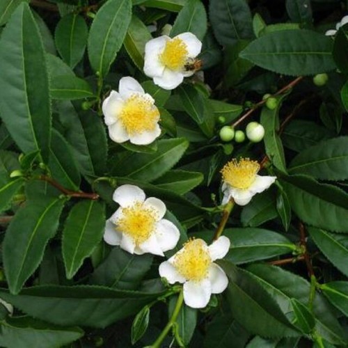 Green tea plant camellia - green,