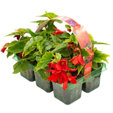 Begonia Trailing Scarlet Red |