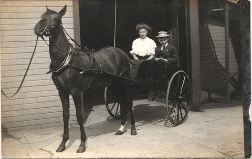 Black horse cart - horse, original