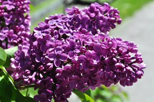 Agincourt beauty lilac plant - agincourt,