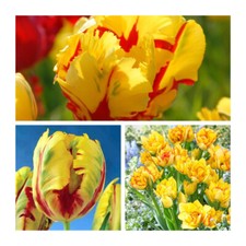 Parrot Tulip Texas Flame Flower Bulbs Size 10/11.Exotic Pretty Yellow Flowers