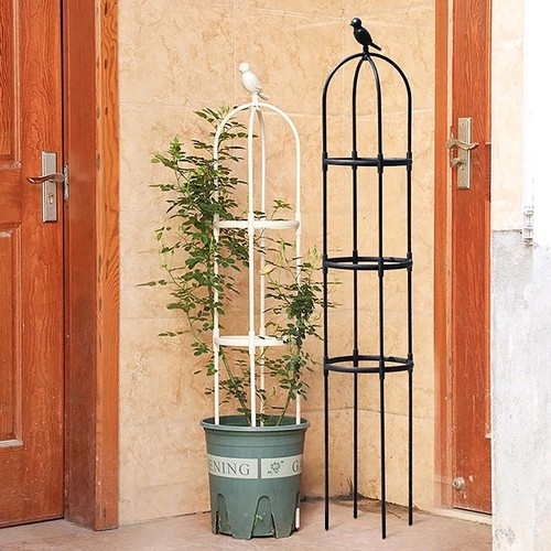 Sizes climbing plants - climbing,