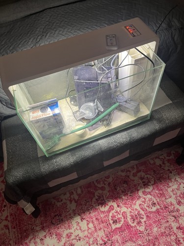 Marine fish tank - fish,