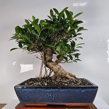 Ficus Microcarpa (Banyan Fig)