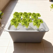 Hydroponic System Growing Box