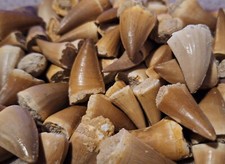  Mosasaur Tooth  Avg 1" Fossil
