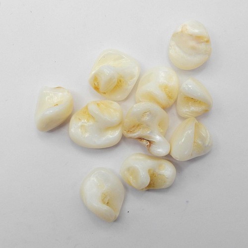 Shell beads shape mother - shape,