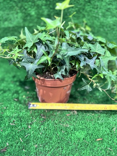English ivy - ivy, –