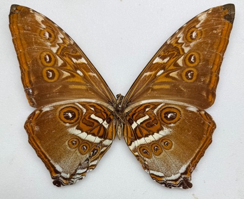 Real butterfly specimen - real, morpho