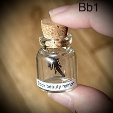 Baby Black Beauty In Glass