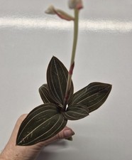 Ludisia Discolor | Jewel Orchid Unrooted Cutting for propagation | Large 