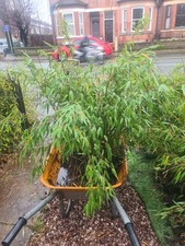 Bamboo Plants Bare-rooted 1