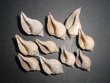 10 Bartonian Eocene Sycostoma pyrus Melongenidae Middle Barton Beds UK 