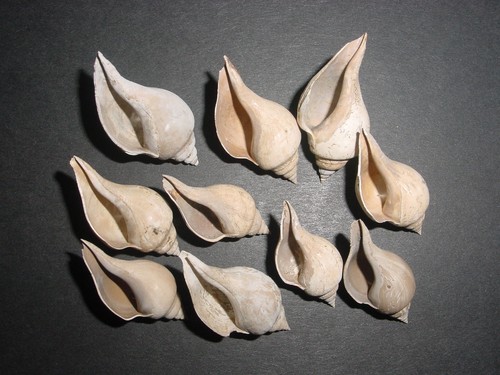 Bartonian eocene sycostoma - 10,