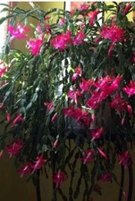 Schlumbergera BUCKLEY. True