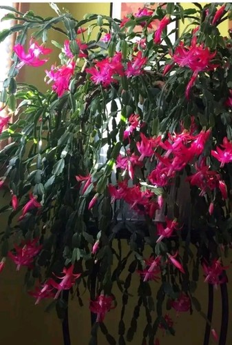 Schlumbergera buckley true - schlumbergera, buckley.