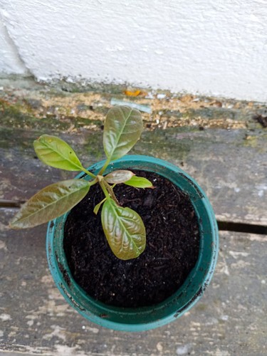 Avocado tree plant small - avocado,