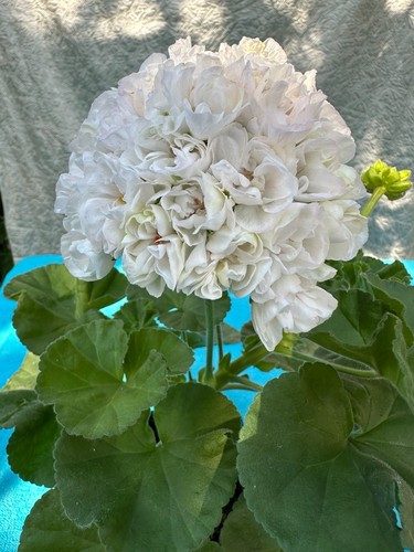 Pelargonium lia 1719 adelina - lia,